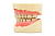 Фантомная челюсть JG-J2